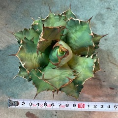 アガベ　チタノタ　姫厳竜
の画像