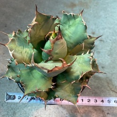 アガベ　チタノタ　姫厳竜
の画像