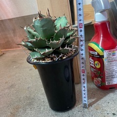 アガベ　チタノタ　姫厳竜
の画像