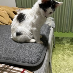 里親さんが決まりました！