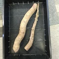 土付き天然自然薯