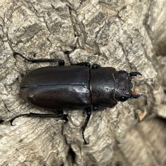 メタリフェルホソアカクワガタ（亜種フィナエ）パープル系ペアの画像