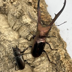 メタリフェルホソアカクワガタ（亜種フィナエ）パープル系ペア