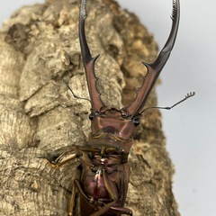 メタリフェルホソアカクワガタ（亜種フィナエ）パープル系ペアの画像