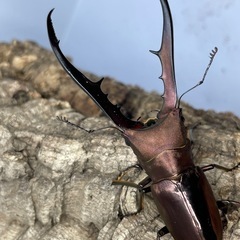 メタリフェルホソアカクワガタ（亜種フィナエ）パープル系ペアの画像