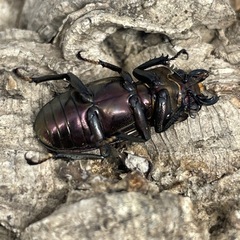 メタリフェルホソアカクワガタ（亜種フィナエ）パープル系ペアの画像