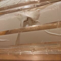 ルーミー60　割れ、欠け有の画像