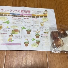 チューリップの球根3つセット