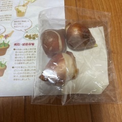 チューリップの球根3つセットの画像