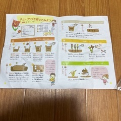 チューリップの球根3つセットの画像