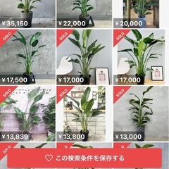 オーガスタ ストレリチア
の画像