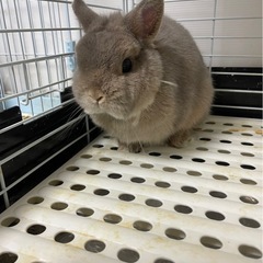ネザーランドドワーフ　色:オパール