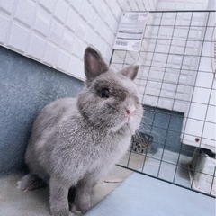 ネザーランドドワーフ　色:ブルー
