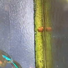 レッドラムズホーン 一匹10円です。の画像