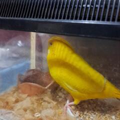 大急募🆘セキセイインコ🐦