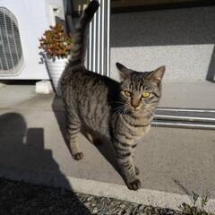 保護主さんの知り合いが飼ってくれることになりました！甘えん坊スト...
