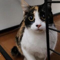 交渉中。急募。殺処分寸前捨て猫