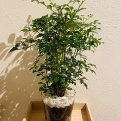 シマトネリコ　観葉植物　ハイドロカルチャー