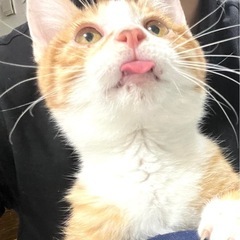 超甘えんぼな3ヶ月の男の子🐱
