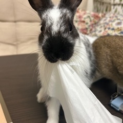 8/14生まれのうさぎくんです！！
