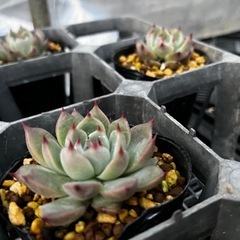 多肉　エケベリア　　　ハオルチアの画像