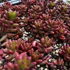 多肉　エケベリア　　　ハオルチア