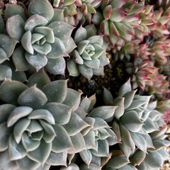 多肉　エケベリア　　　ハオルチアの画像