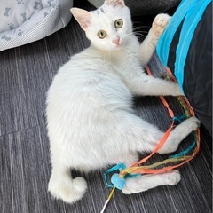 白猫子猫ちゃん 女の子 譲渡確定