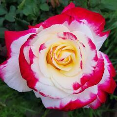 ◆バラ　薔薇苗木 🌹 ダブルデライト