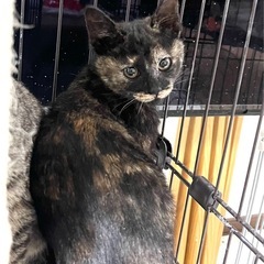 見た目も中身もユニークな4ヶ月の女の子🐱🎀