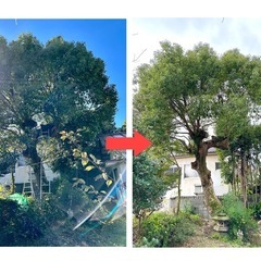 杉、桧の枝打ち　支障木、危険木の剪定伐採