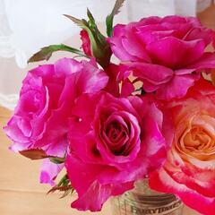 ◆バラ　薔薇苗木 🌹 ショッキングブルー
