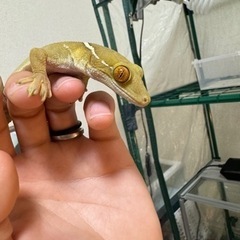 ヤシヤモリ