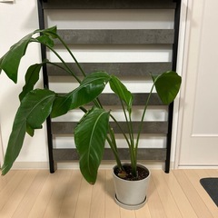 観葉植物　オーガスタ