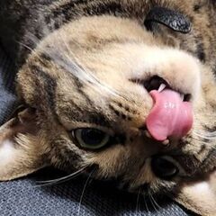 バンドメンバー募集