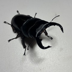 ダイオウヒラタ　オス単品　77ミリ　東ジャワ　即ブリ可能