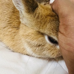 ネザーランドミニウサギ　2歳 オス 🐇オレンジ色