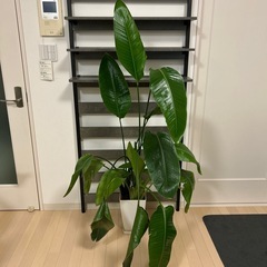 観葉植物　オーガスタ