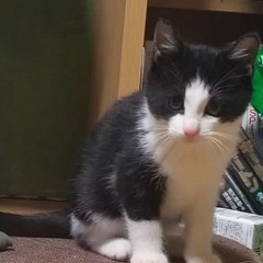 元気もりもり！甘えん坊の子猫！男の子