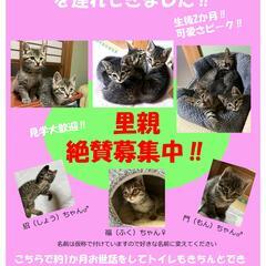生後3か月の子猫を差し上げます！