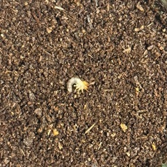 道産ノコギリクワガタ　幼虫