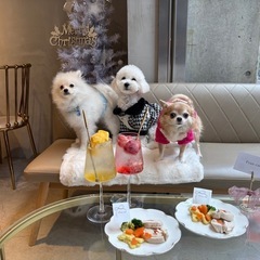 犬カフェ 猫カフェ一緒に行きませんか〜😍？