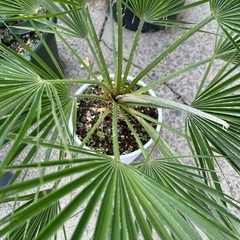 チャメロプスの画像