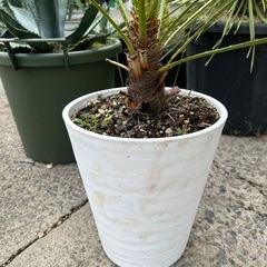 チャメロプスの画像