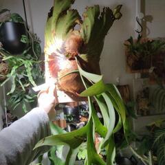 最終価格🌱ビカクシダ　コロナリウム
