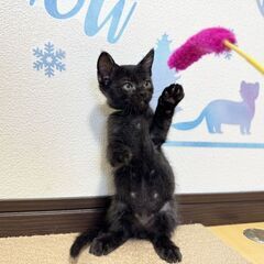 キュートな丸顔が特徴的な男の子 - 里親募集