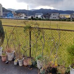 庭木 植木 いっぱい 全品一括 無料 ジャンク扱い