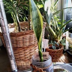 <<End of transaction>>【多肉植物】ガラス瓶...