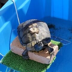 20cm程のミドリガメを探してます