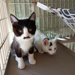陽気なじゃいあんクン❤❤1匹飼いの方に − 東京都